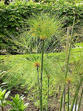 Cyperus_papyrus6.jpg