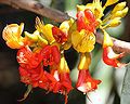 120px-Castanospermum_australe_flower_1.jpg