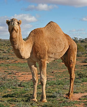 07__Camel_Profile,_near_Silverton,_NSW,_07_07_2007.jpg